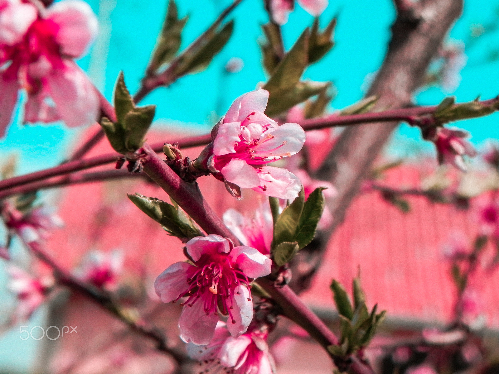 Nikon Coolpix P100 sample photo. Spring in serbia 2018 photography