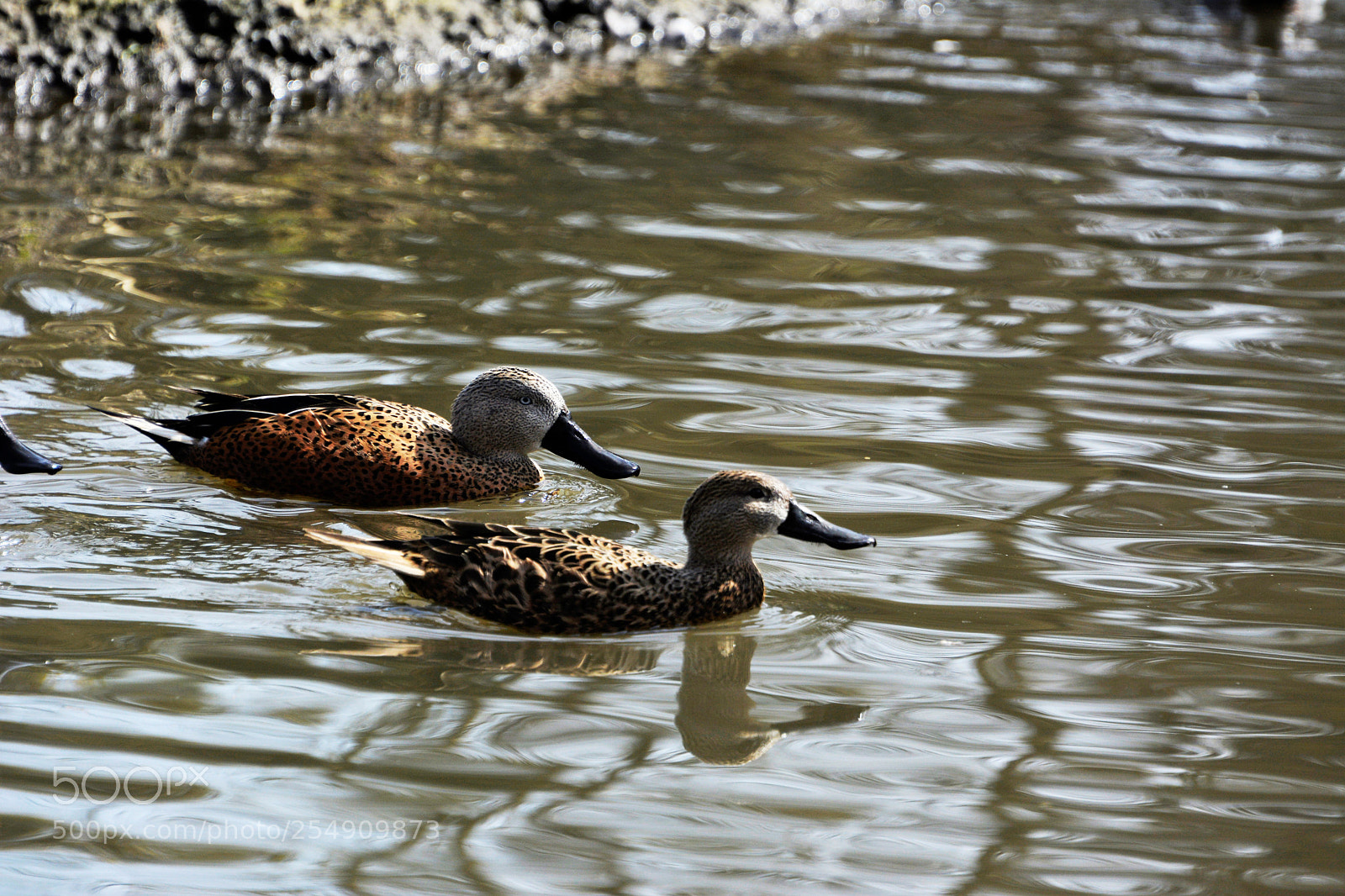 Nikon D7100 sample photo. Garganey duck photography