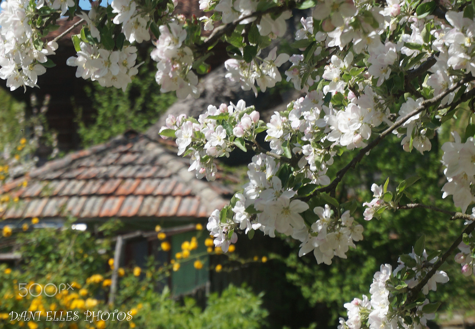 Sony Alpha NEX-3N sample photo. Sping in village.jpg photography