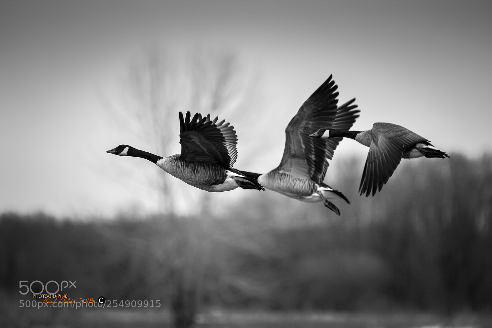 Nikon D7100 sample photo. Noir et blanc bernaches photography