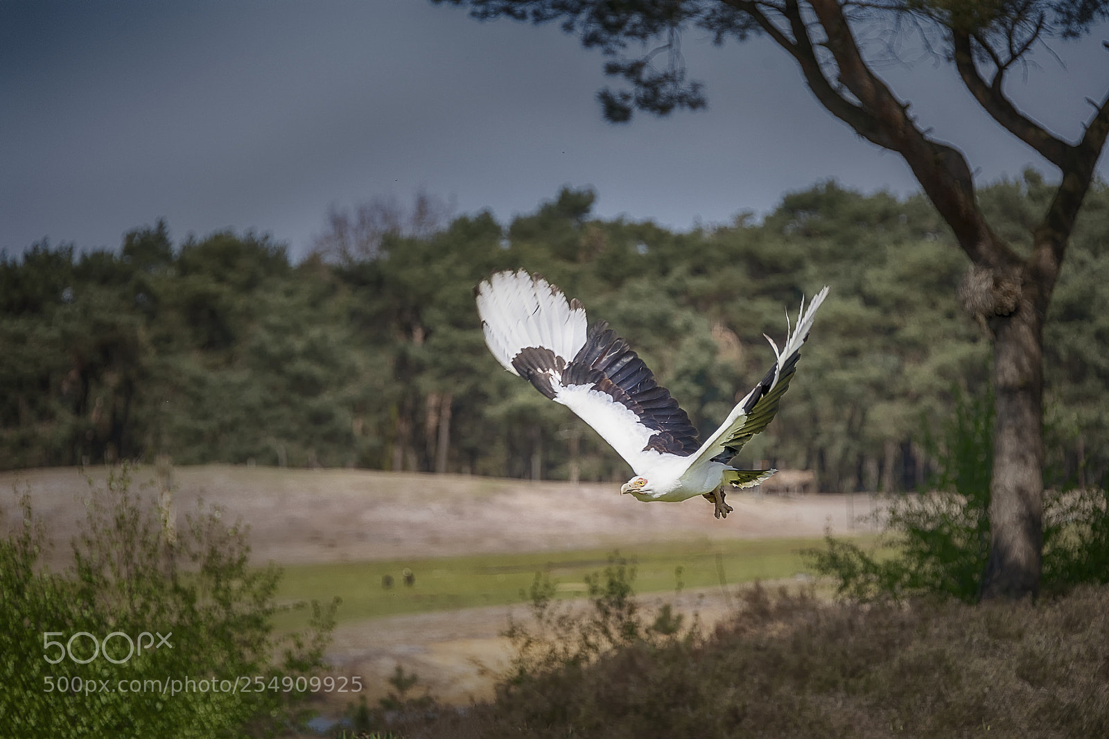 Nikon D850 sample photo. One more flight photography