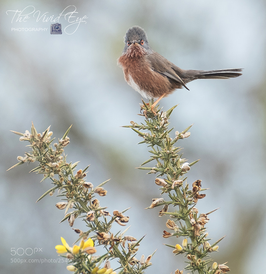 Fujifilm X-T2 sample photo. Dartford warbler photography