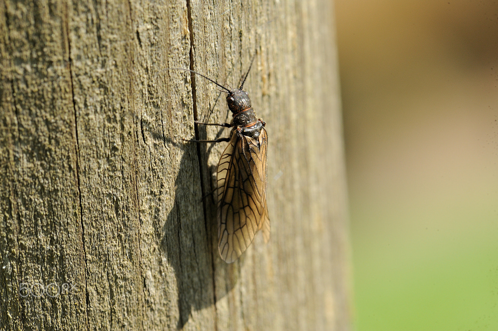 Nikon AF-S Micro-Nikkor 105mm F2.8G IF-ED VR sample photo. Alderfly photography