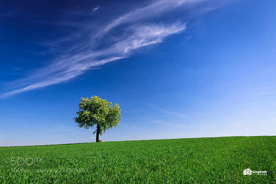 Canon EOS 80D sample photo. Alone tree photography