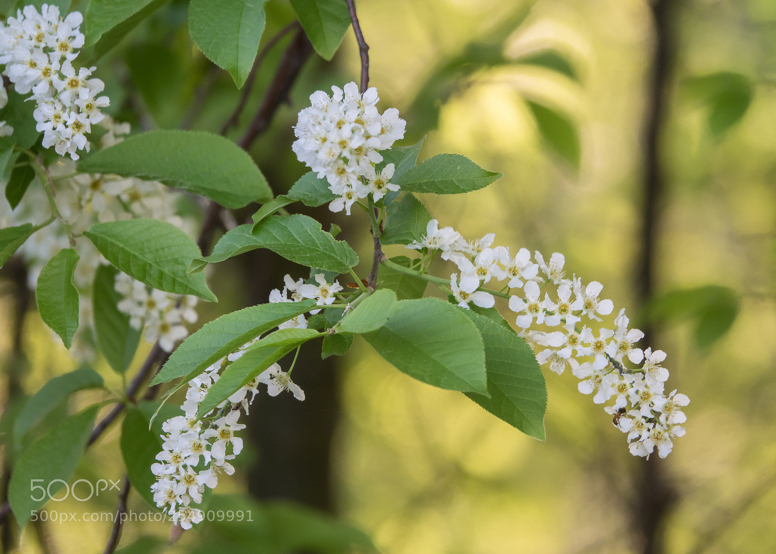 Sony Cyber-shot DSC-RX10 III sample photo. Spring pleases my eye photography