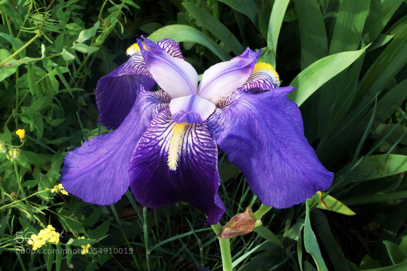 Sony SLT-A58 sample photo. Untitled photography