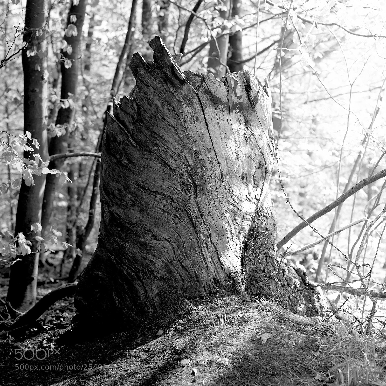 Nikon D810 sample photo. Tree_stump_2245 photography