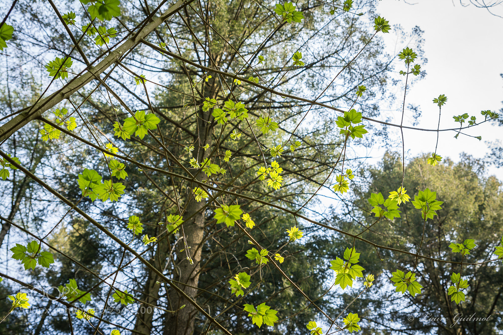 Nikon D7100 sample photo. L'arbre toil de la photography