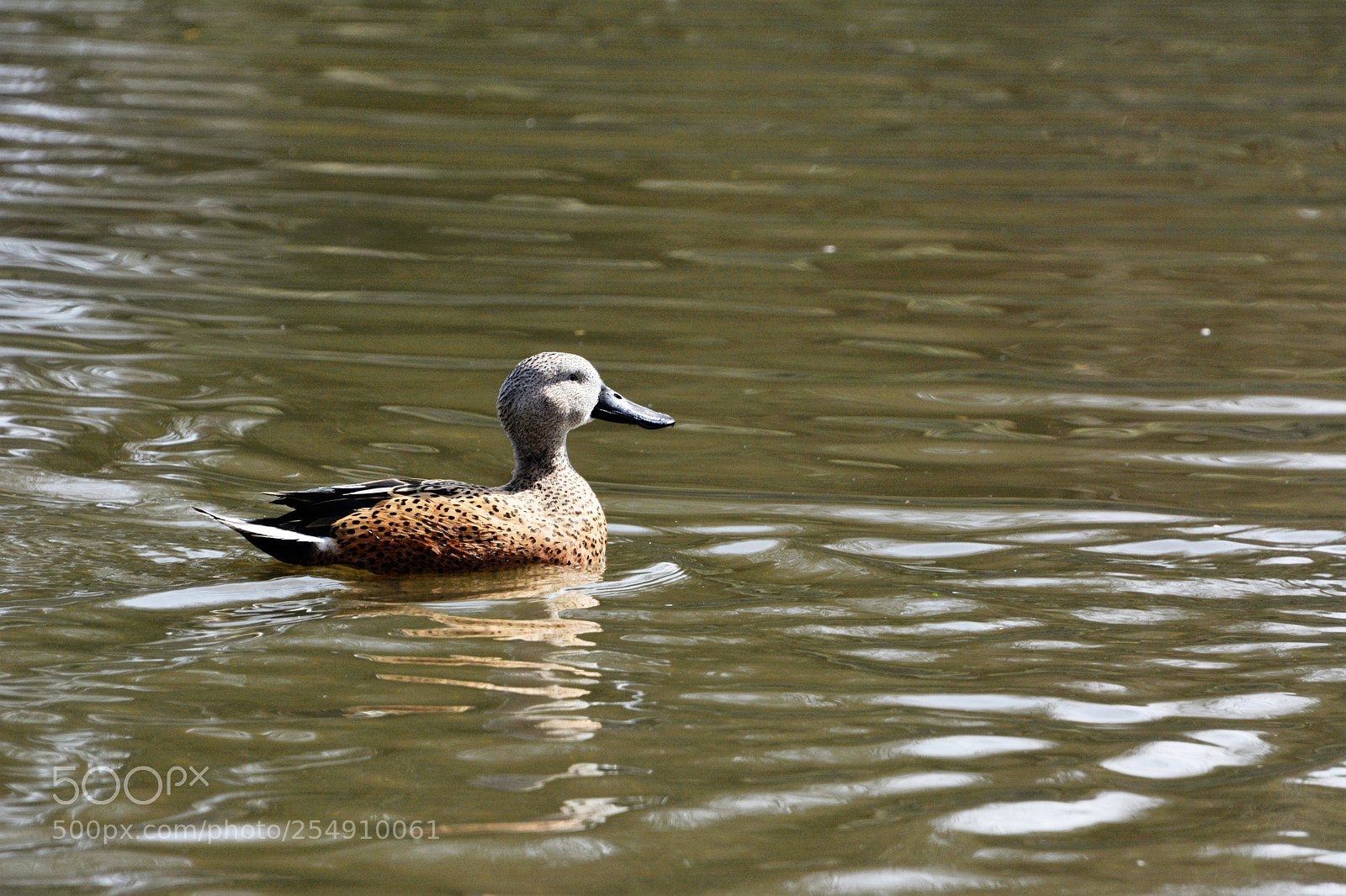 Nikon D7100 sample photo. Garganey duck photography