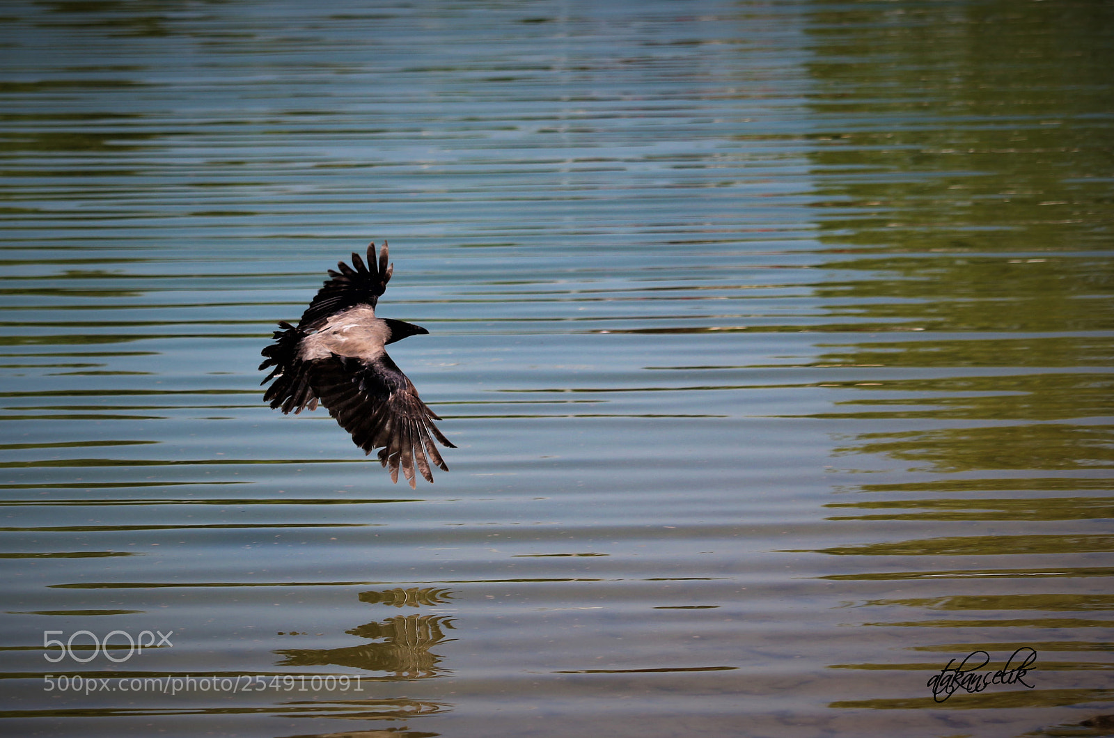 Canon EOS 700D (EOS Rebel T5i / EOS Kiss X7i) sample photo. The crow photography
