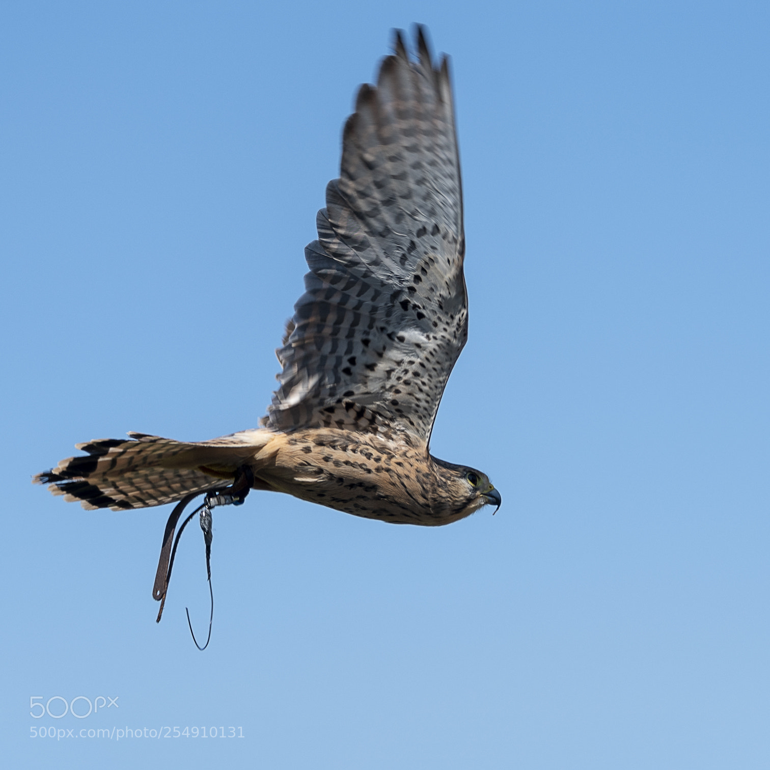 Nikon D850 sample photo. A flight again photography
