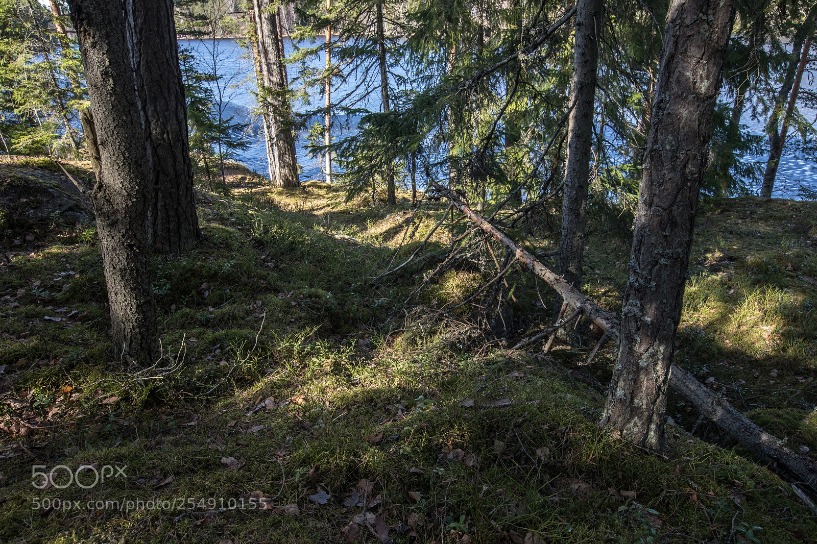 Canon EOS 5D Mark IV sample photo. Forest light ii photography