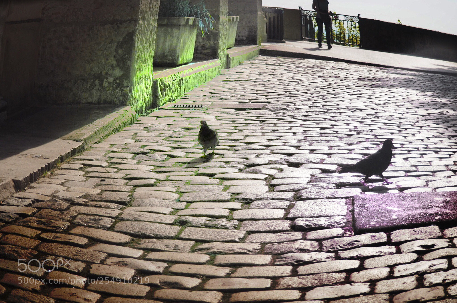Olympus OM-D E-M10 II sample photo. Pigeons photography