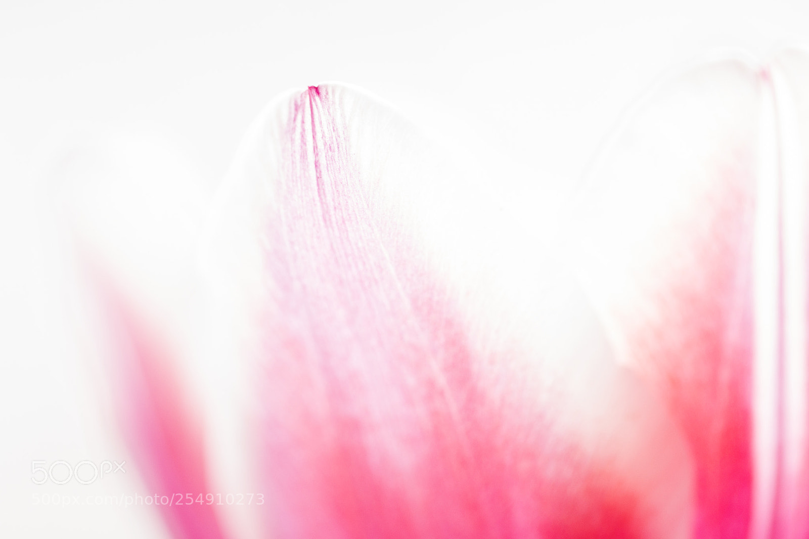 Canon EOS 700D (EOS Rebel T5i / EOS Kiss X7i) sample photo. Tulip photography