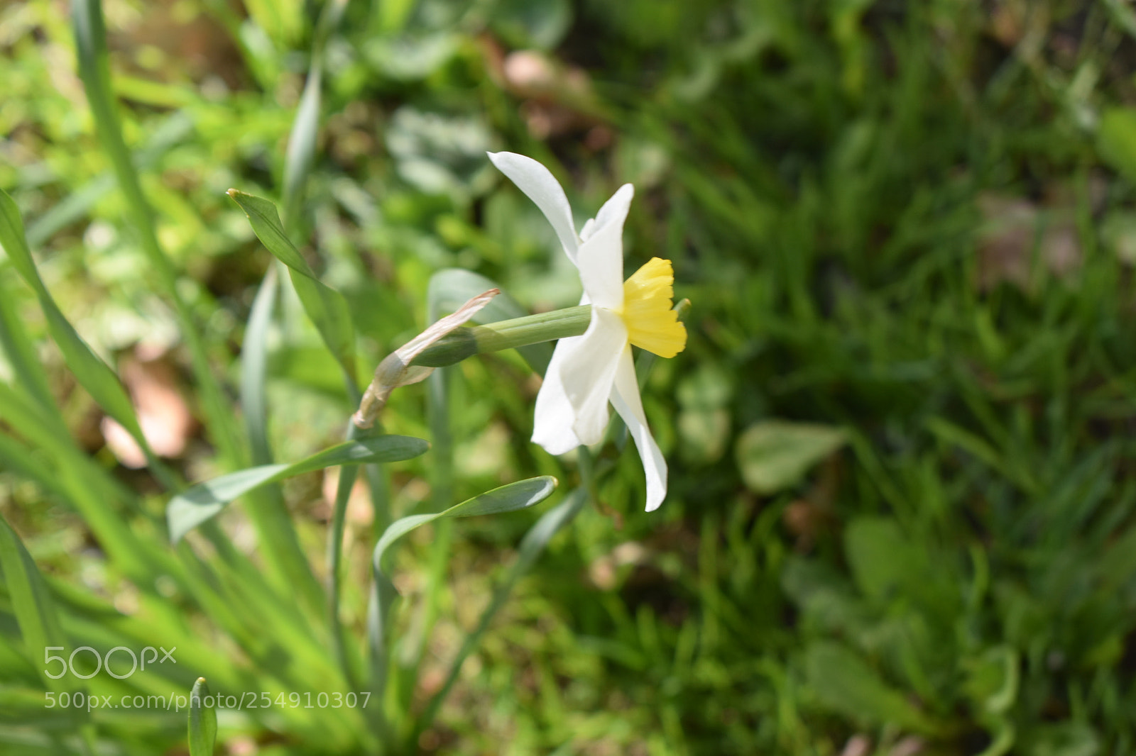 Nikon D3400 sample photo. Daffodil photography