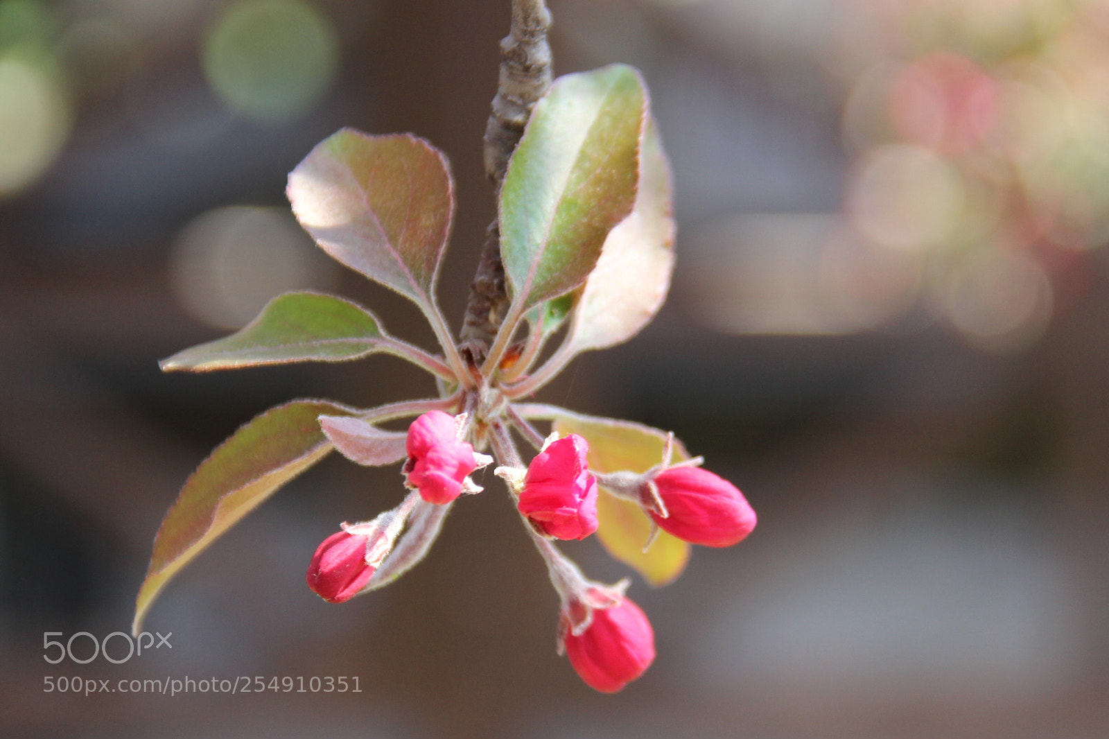 Canon EOS 600D (Rebel EOS T3i / EOS Kiss X5) sample photo. Ready to bloom photography