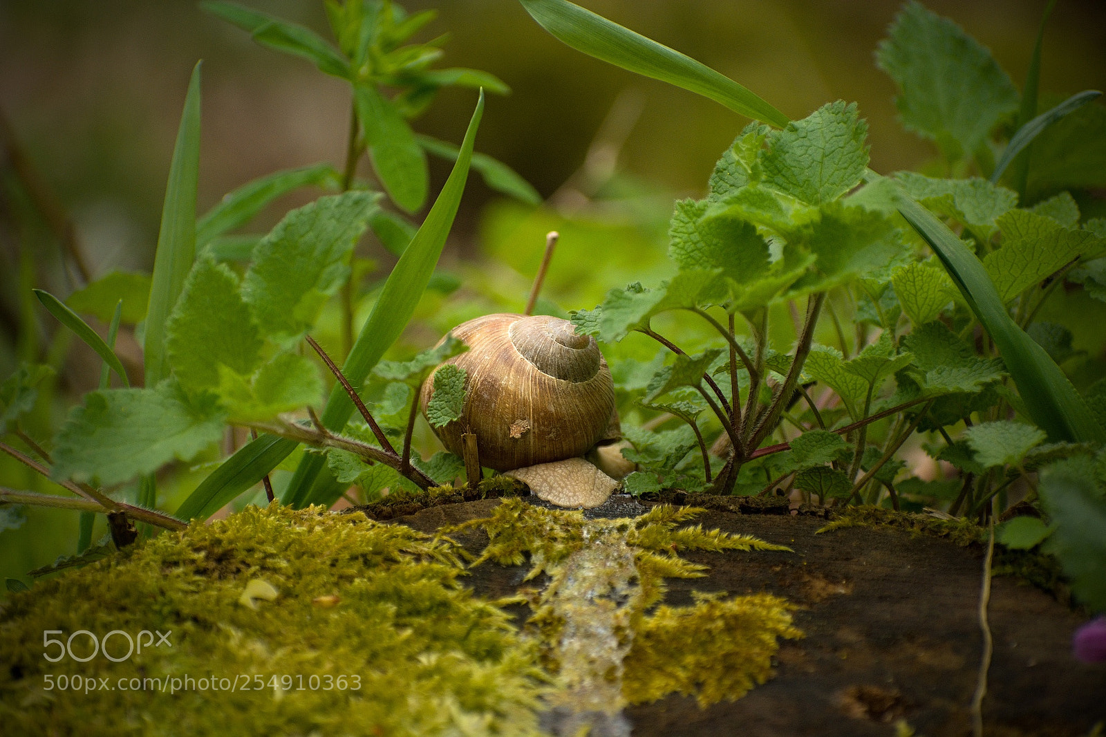Nikon D7100 sample photo. Snail photography