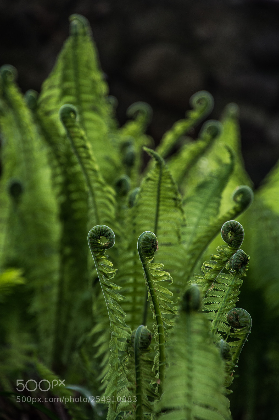Nikon D7100 sample photo. Fern 23042018 photography