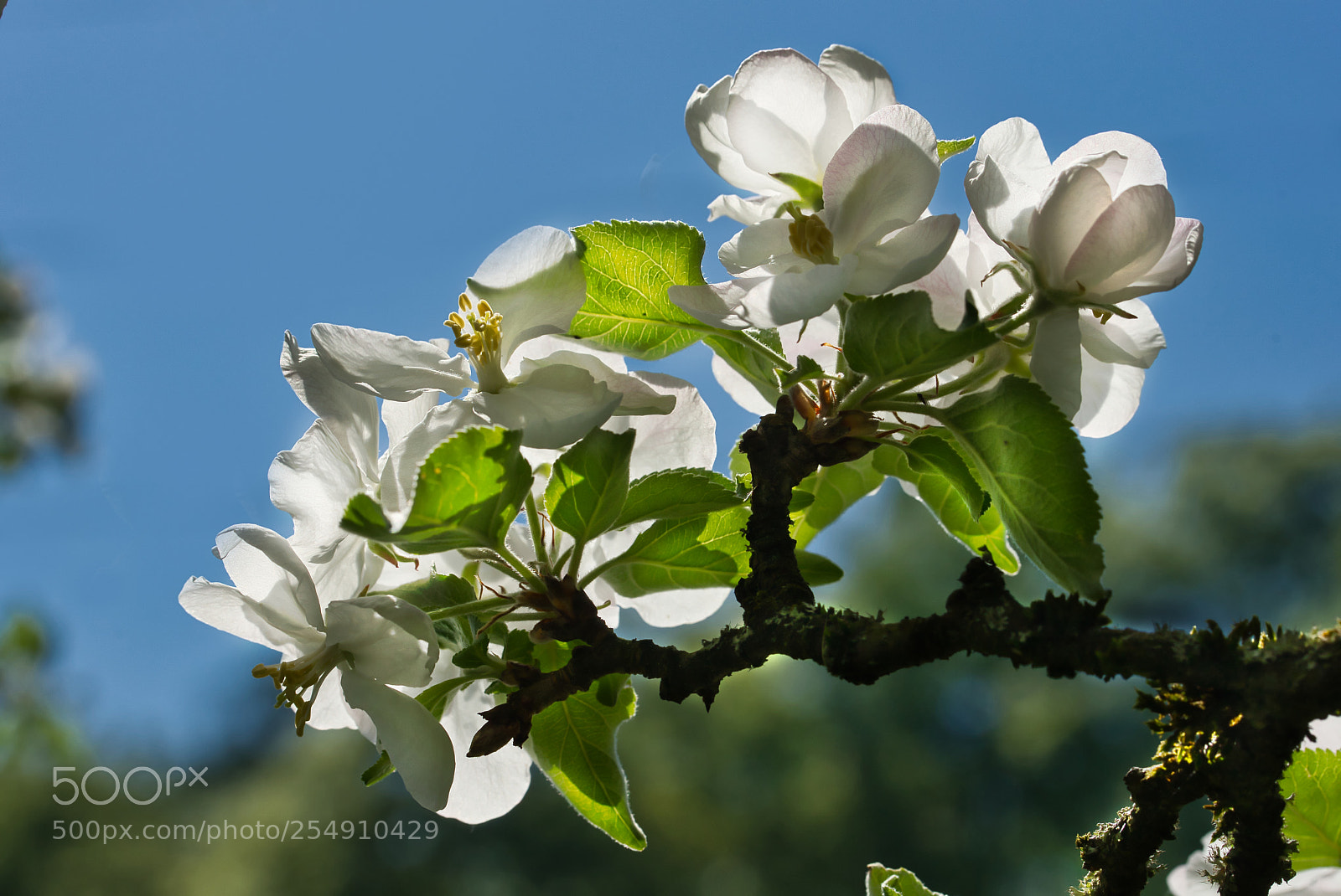 Sony SLT-A99V sample photo. Apfelblüte im sonnenlicht photography