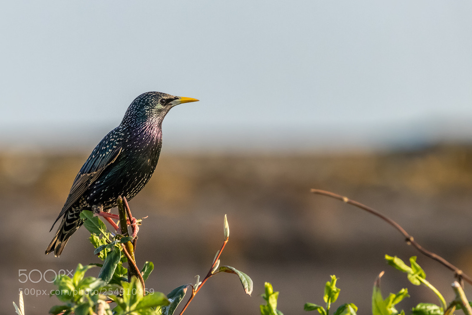 Canon EOS 80D sample photo. Starling photography