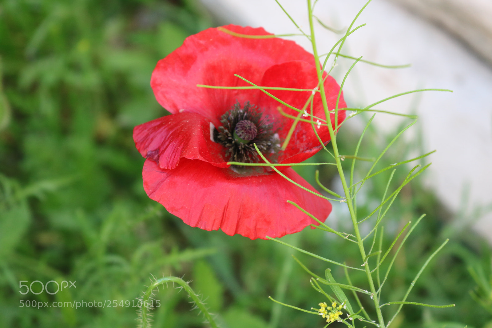Canon EOS 750D (EOS Rebel T6i / EOS Kiss X8i) sample photo. Img photography