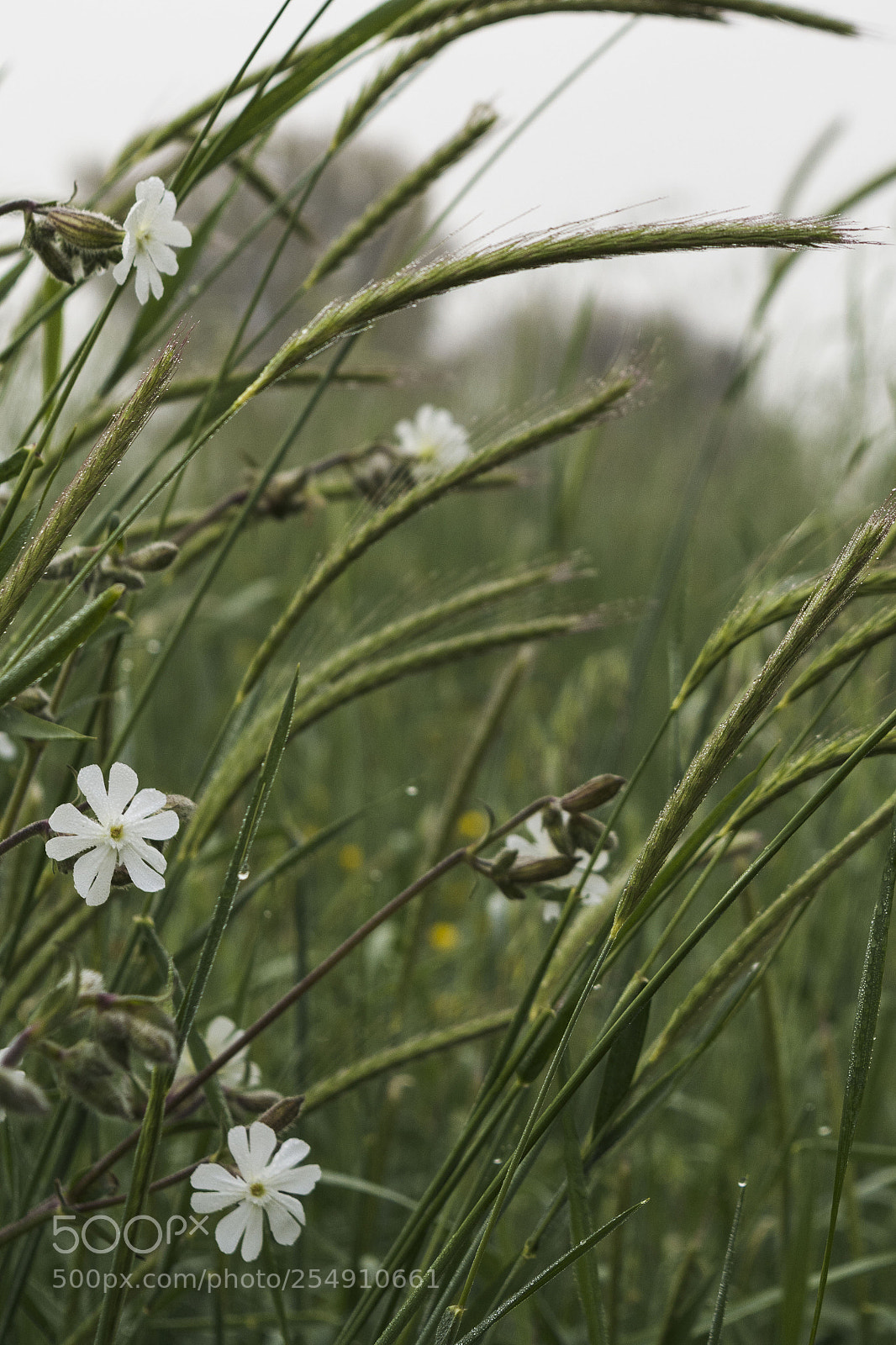 Nikon D5200 sample photo. Flora photography