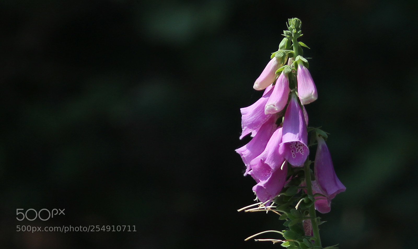 Canon EOS 600D (Rebel EOS T3i / EOS Kiss X5) sample photo. Foxgloves photography
