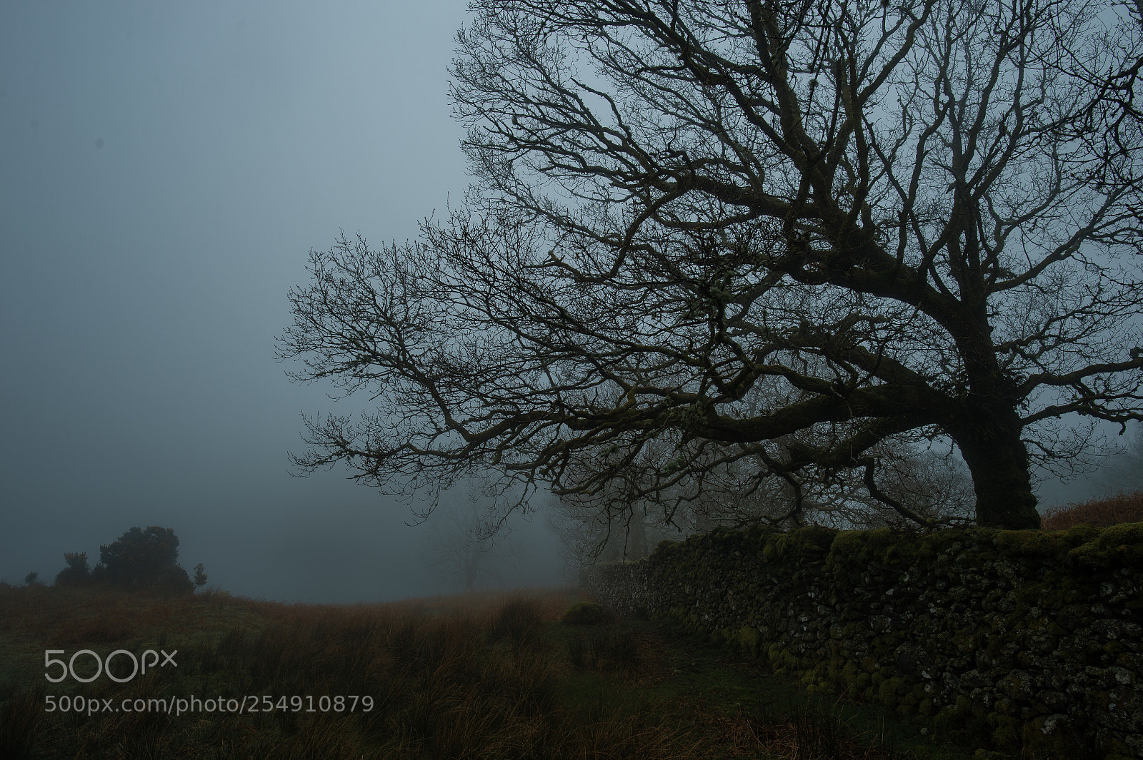 Nikon Df sample photo. Morning walk in the photography