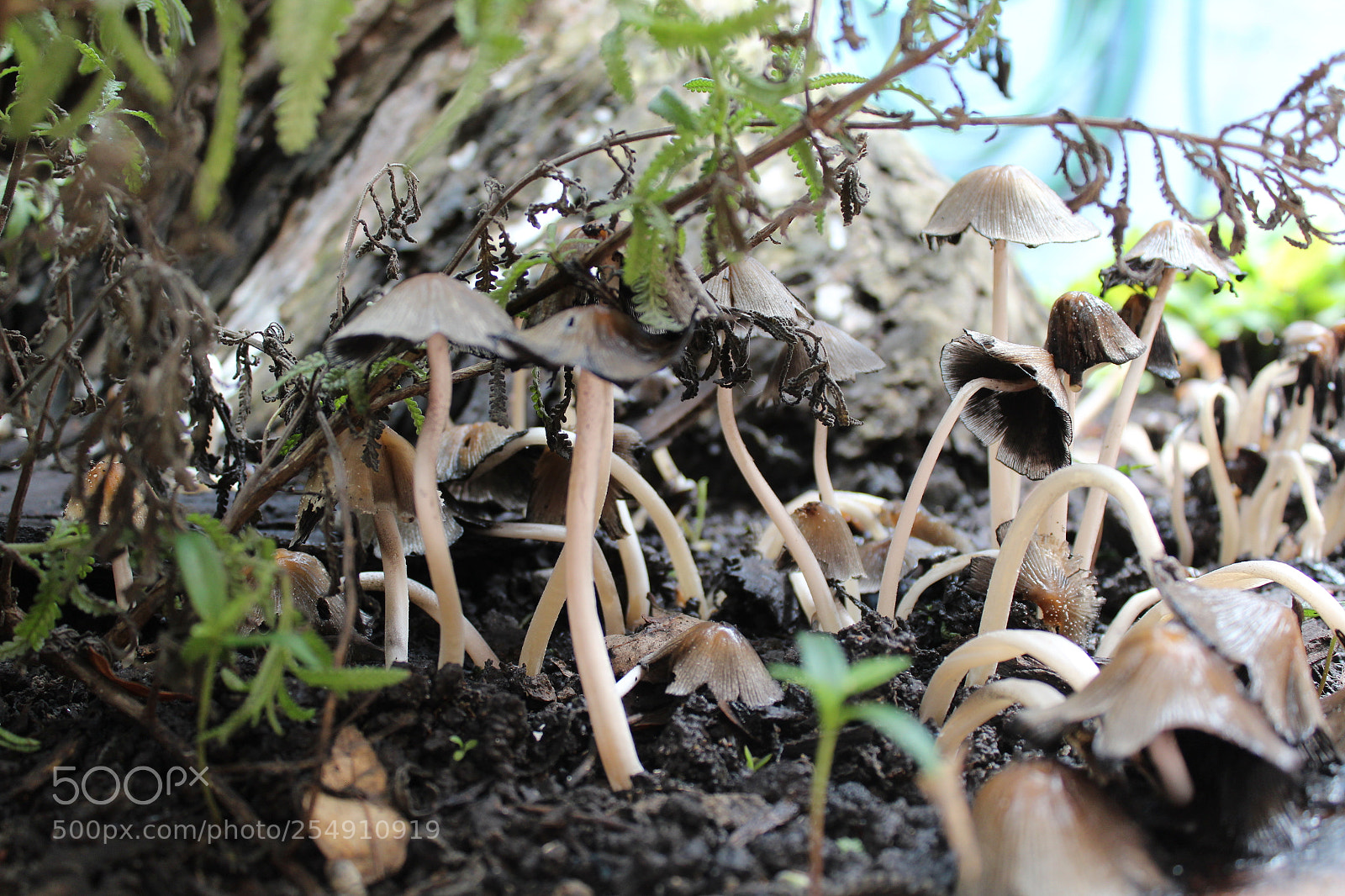 Canon EOS 1200D (EOS Rebel T5 / EOS Kiss X70 / EOS Hi) sample photo. The forrest photography