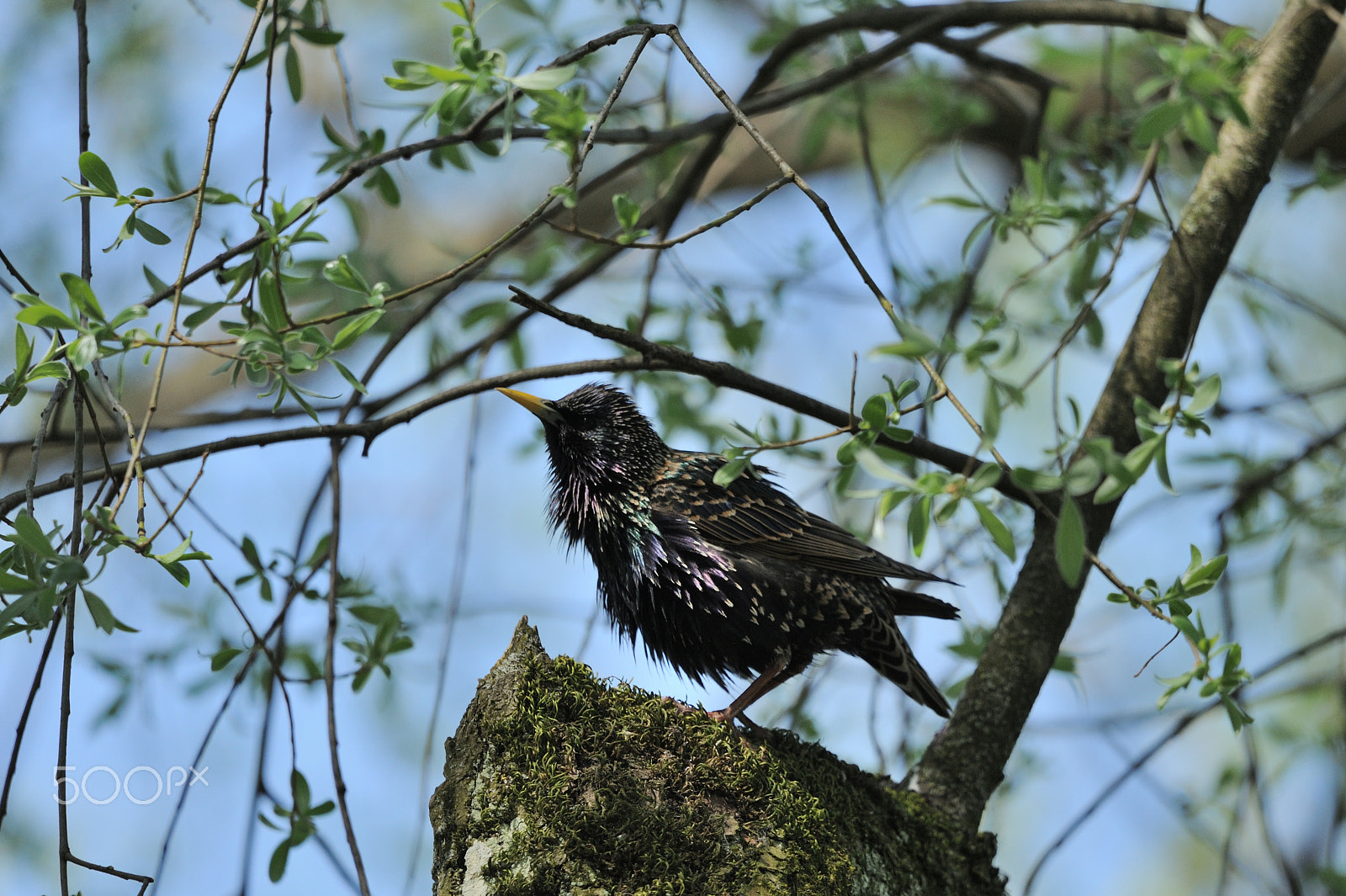 Nikon D3 + Sigma 150-600mm F5-6.3 DG OS HSM | C sample photo. Common starling photography