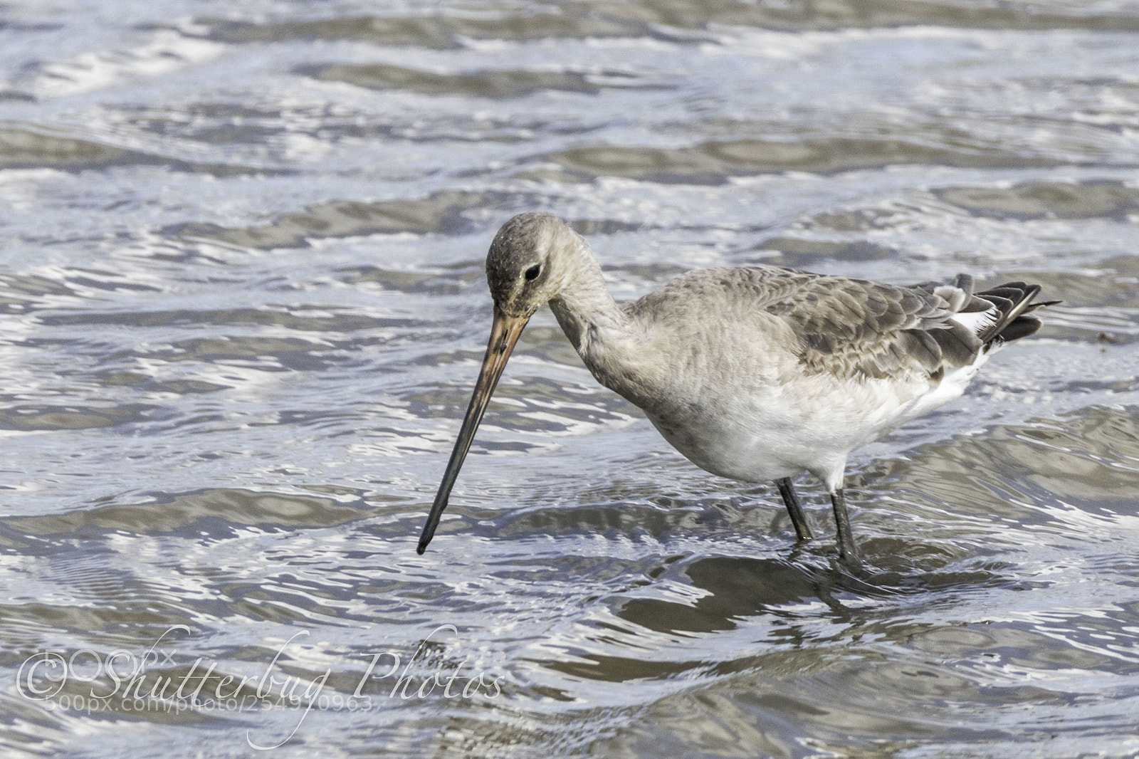 Canon EOS 80D sample photo. Titchwell godwit photography