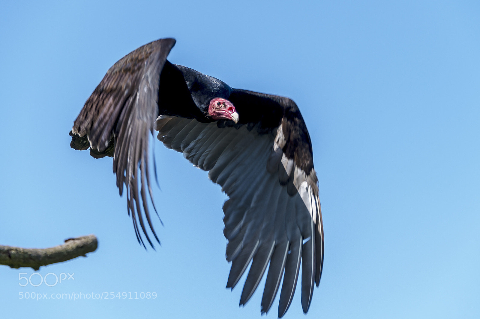 Nikon D850 sample photo. The last flight photography