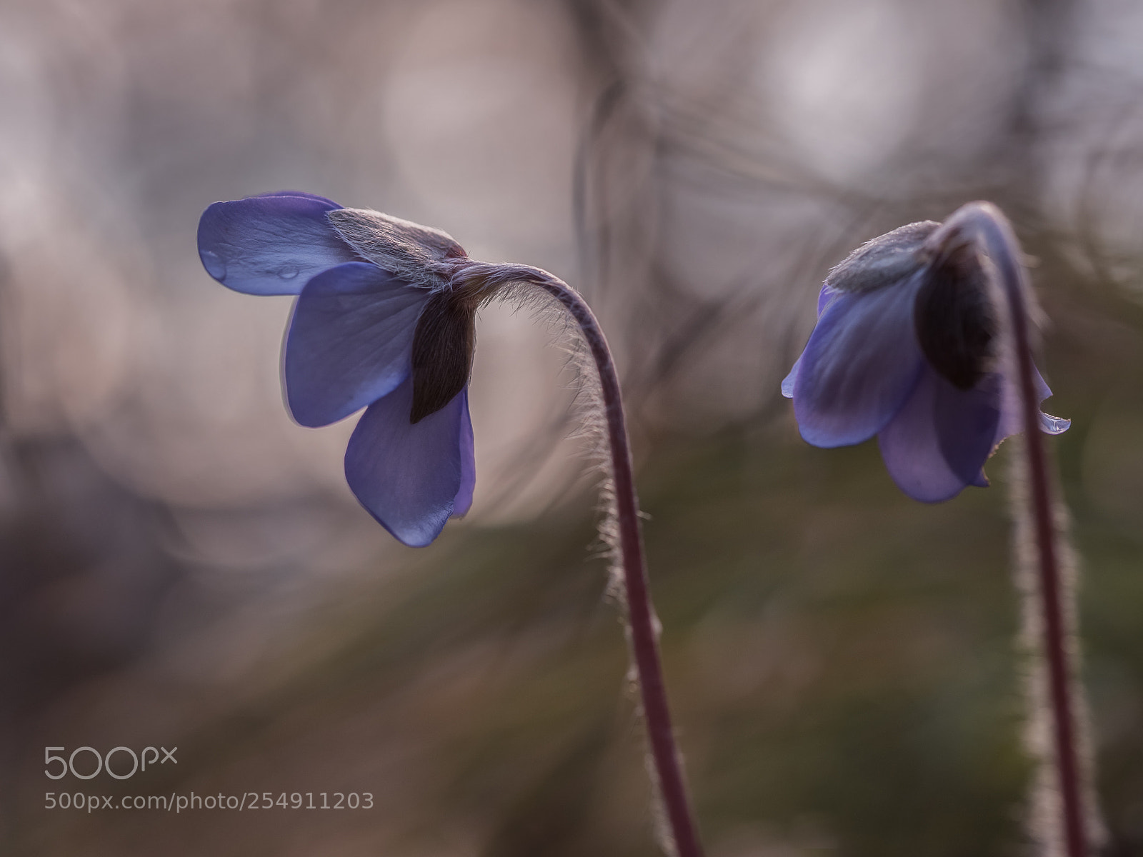 Olympus OM-D E-M5 II sample photo. Lilac duett photography
