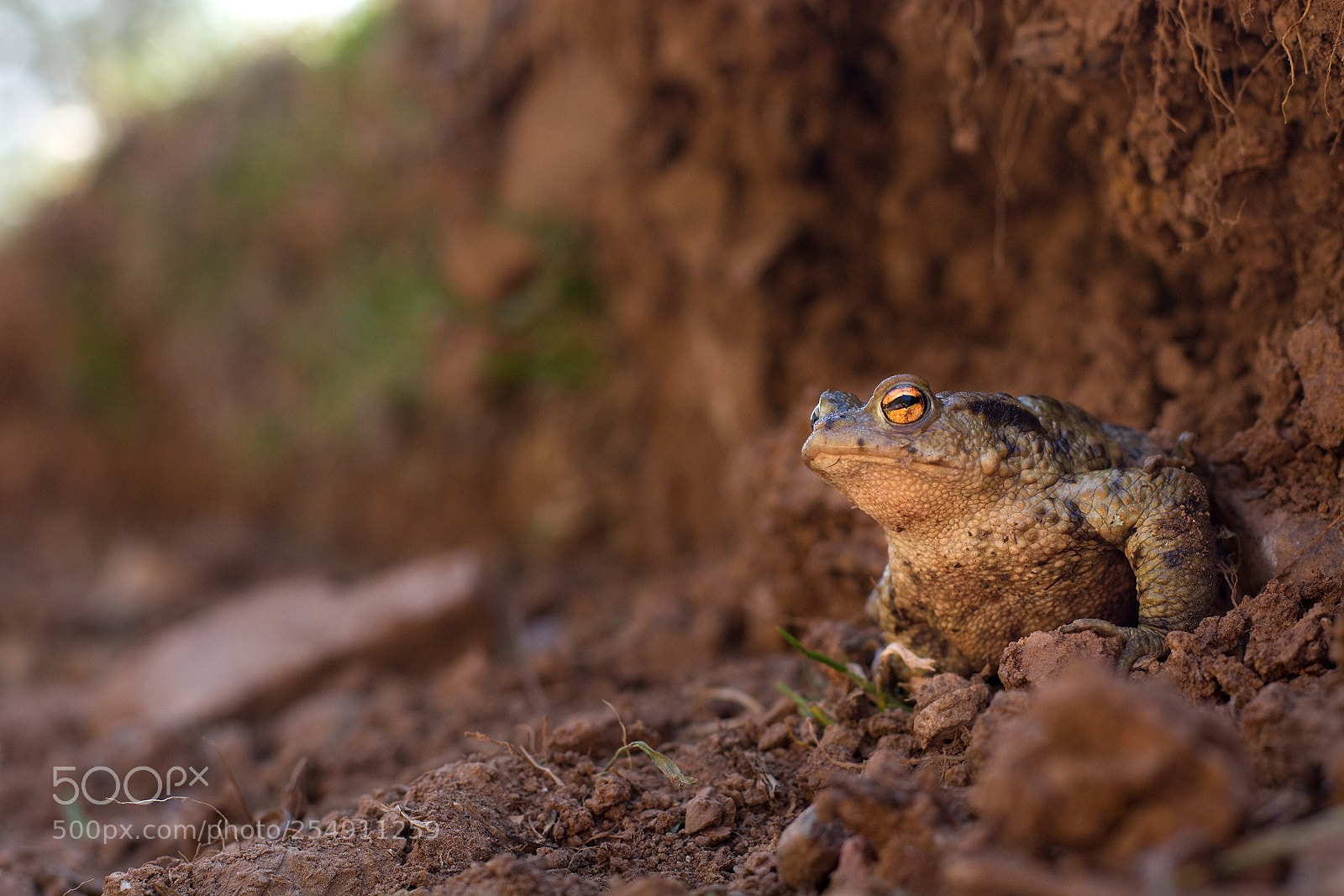 Nikon D7100 sample photo. Toad photography