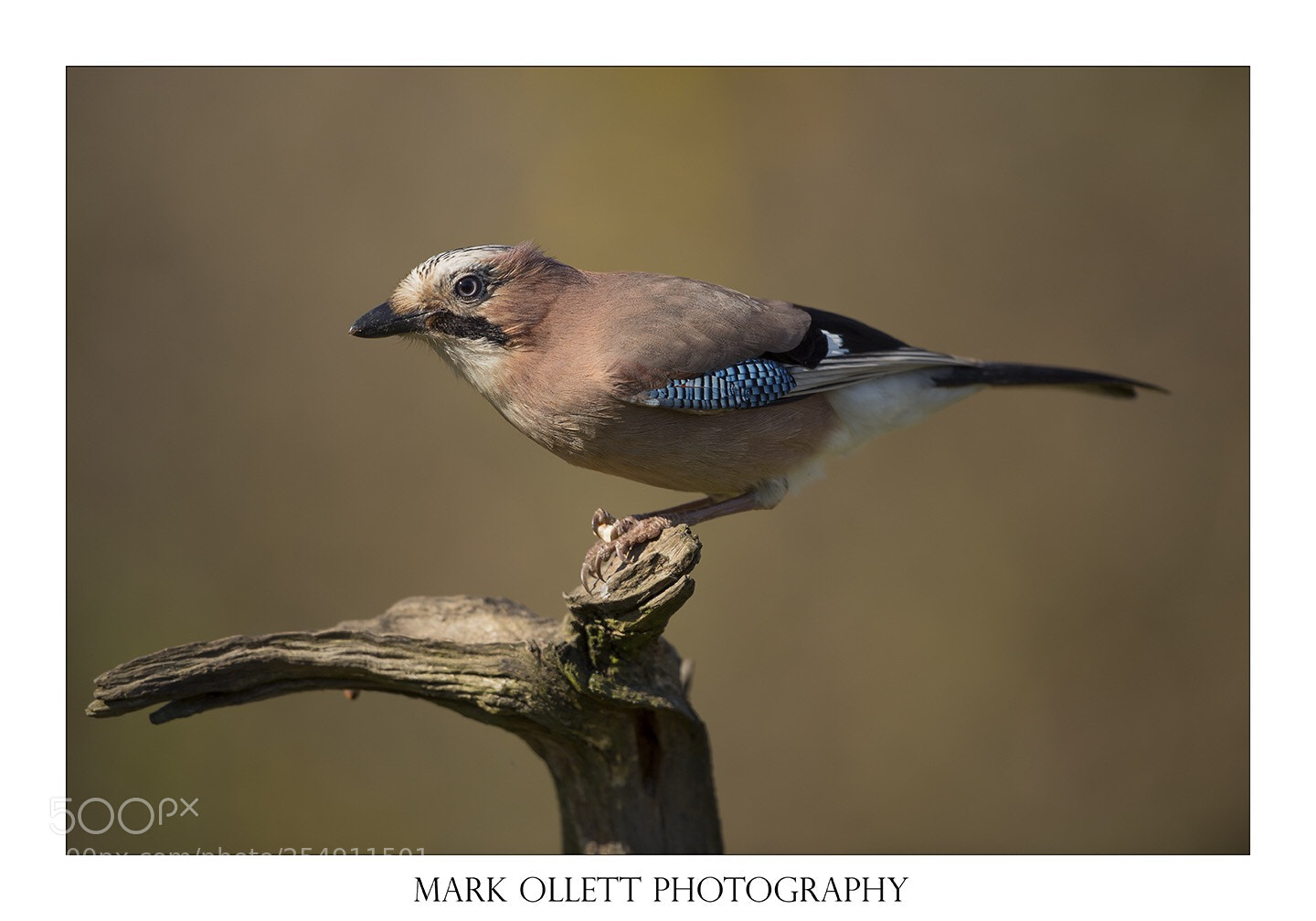 Nikon D5 sample photo. Jay in the sun.  photography