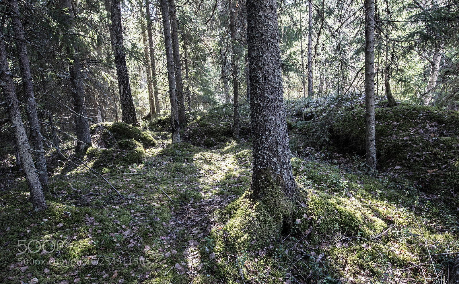 Canon EOS 5D Mark IV sample photo. Forest light iii photography