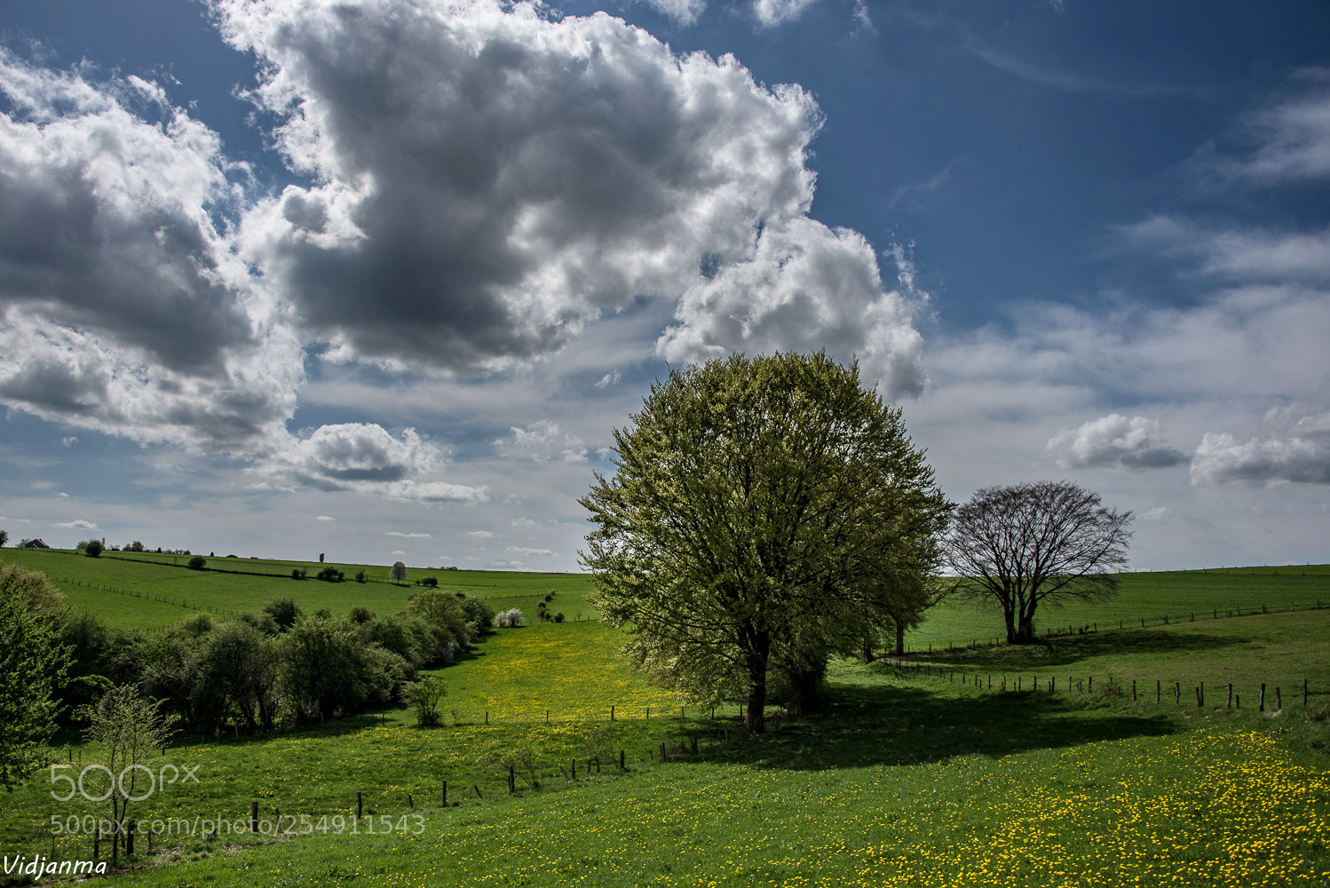 Nikon D610 sample photo. Spring light photography