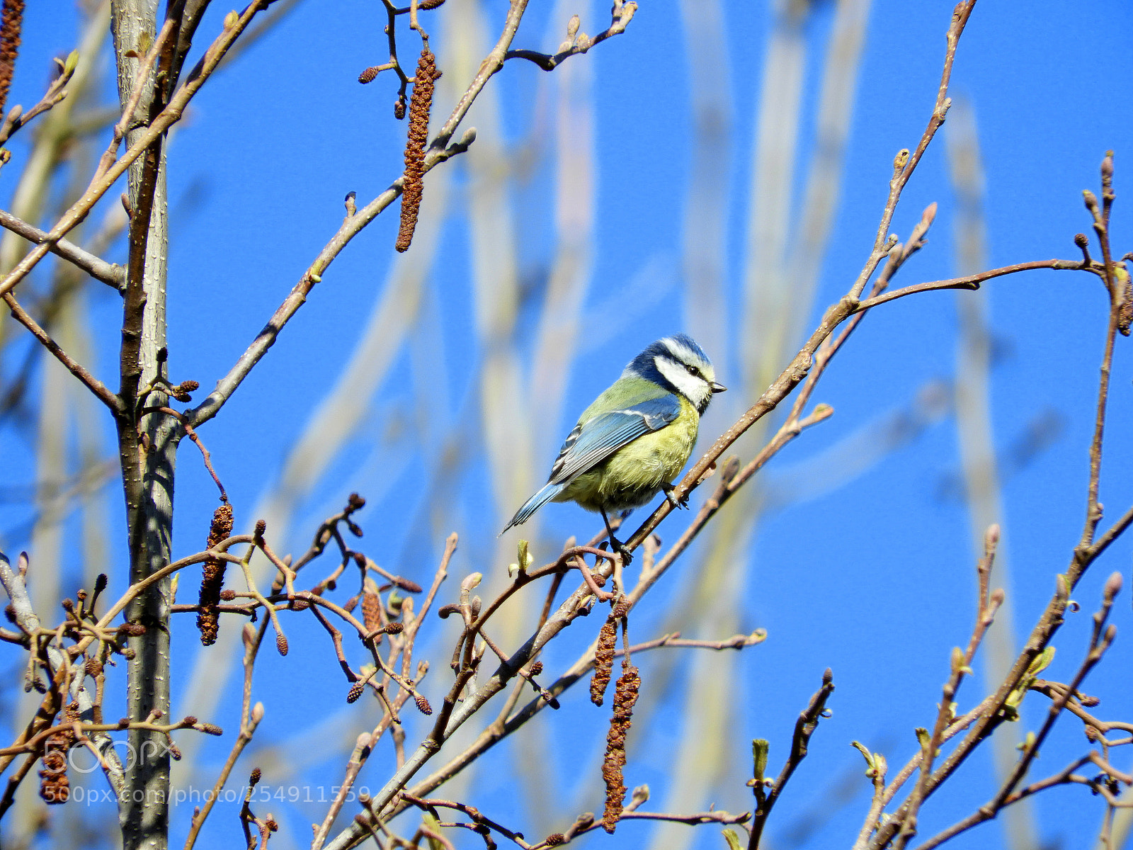 Nikon Coolpix B700 sample photo. Blue tit in perfect photography