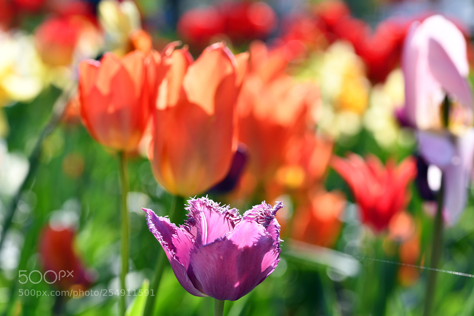 Nikon D7500 sample photo. Flowers in spring photography