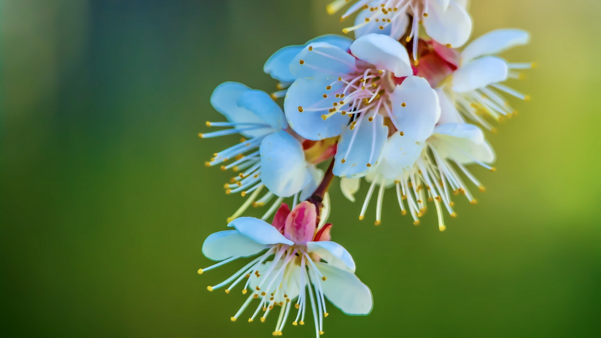 Samsung NX5 sample photo. Pear flower photography