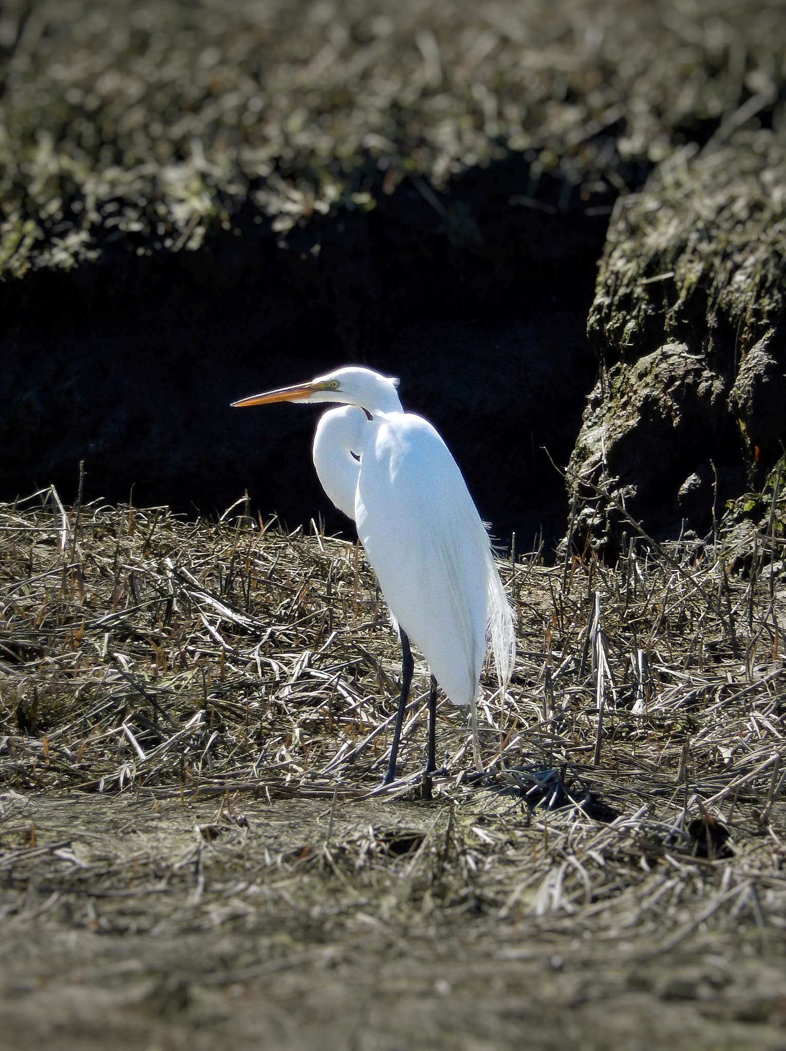 Nikon COOLPIX S9600 sample photo. Great egret photography