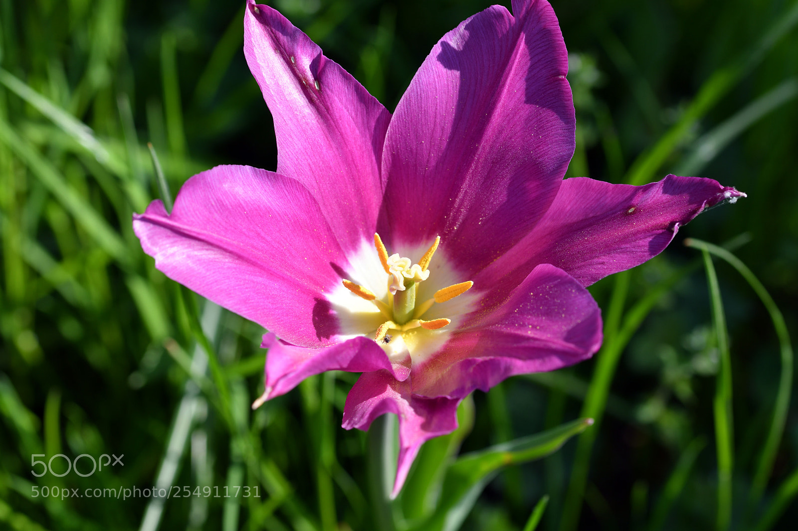 Nikon D7500 sample photo. Flowers in spring photography
