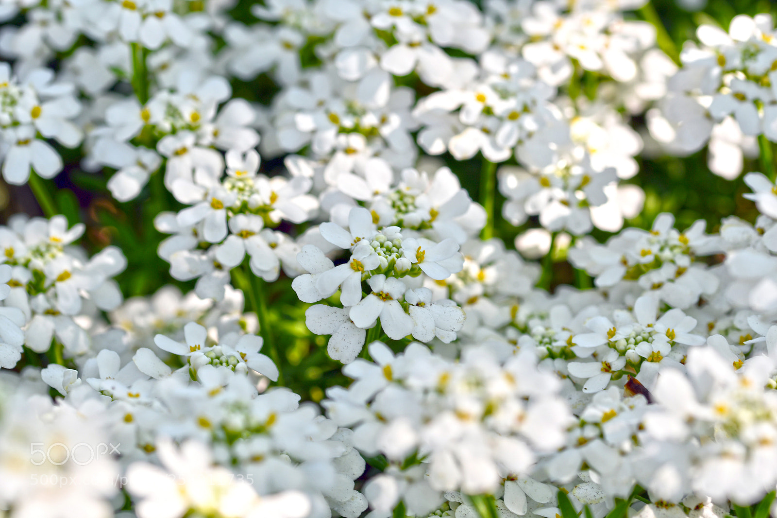 Nikon D7500 sample photo. Flowers in spring photography