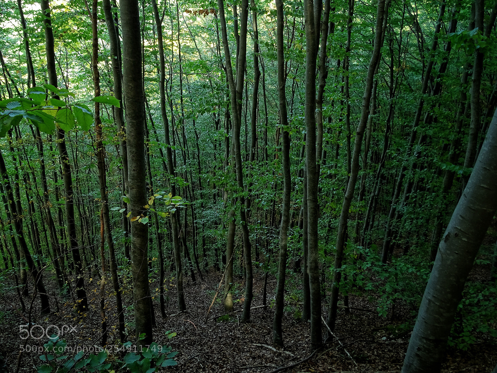 Sony Cyber-shot DSC-HX400V sample photo. Labyrinth photography