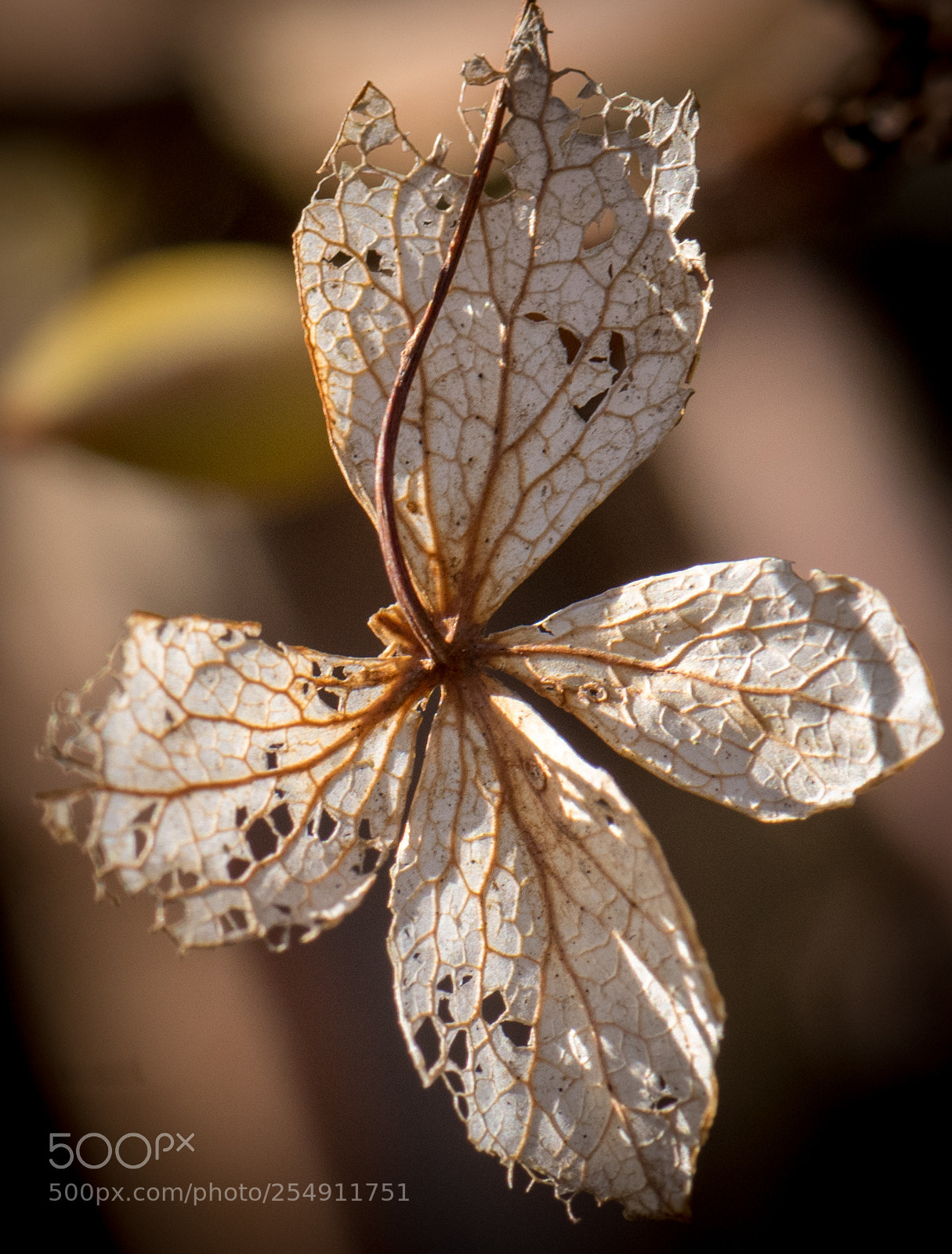 Nikon D810 sample photo. Leaf photography