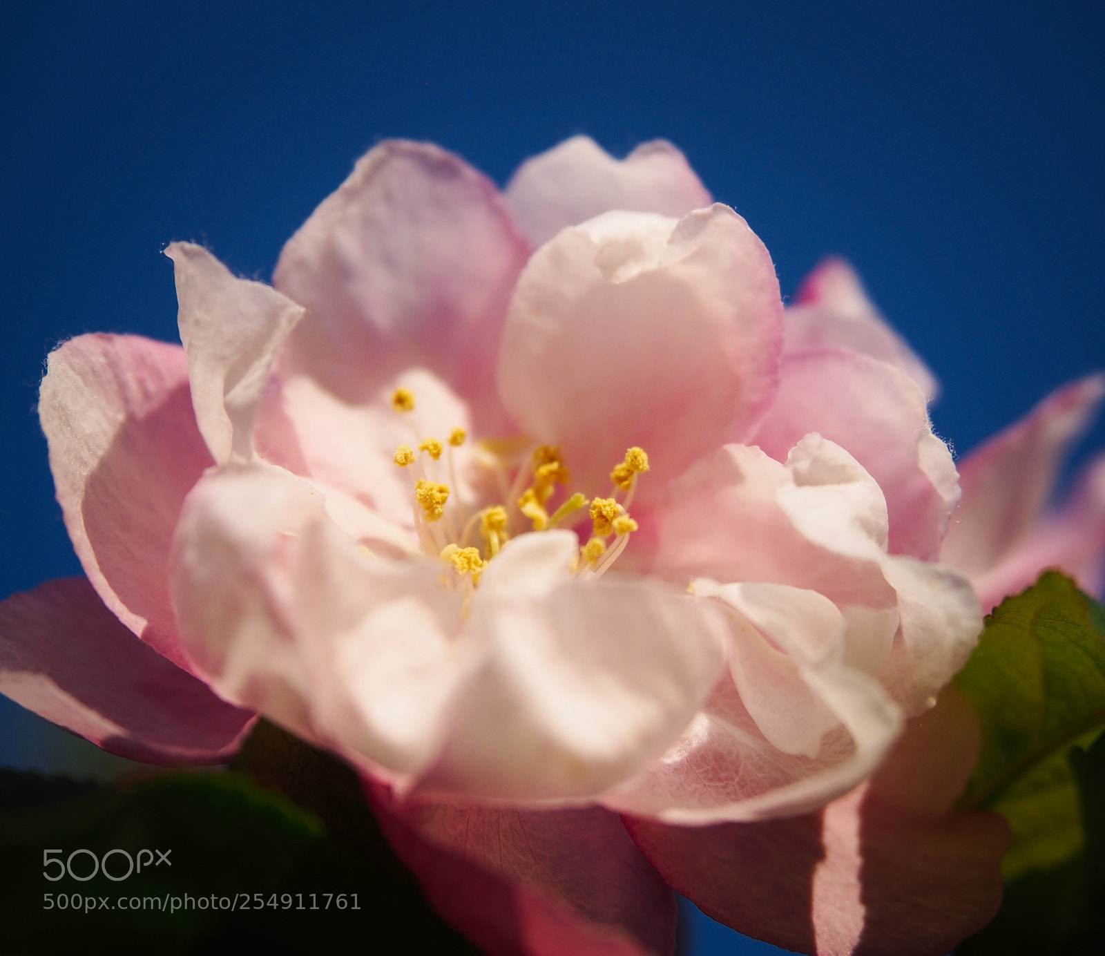 Olympus PEN E-PL5 sample photo. Rose blossom photography