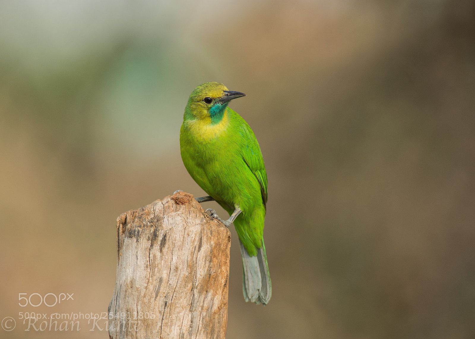 Nikon D7100 sample photo. Jerdon's leaf bird photography