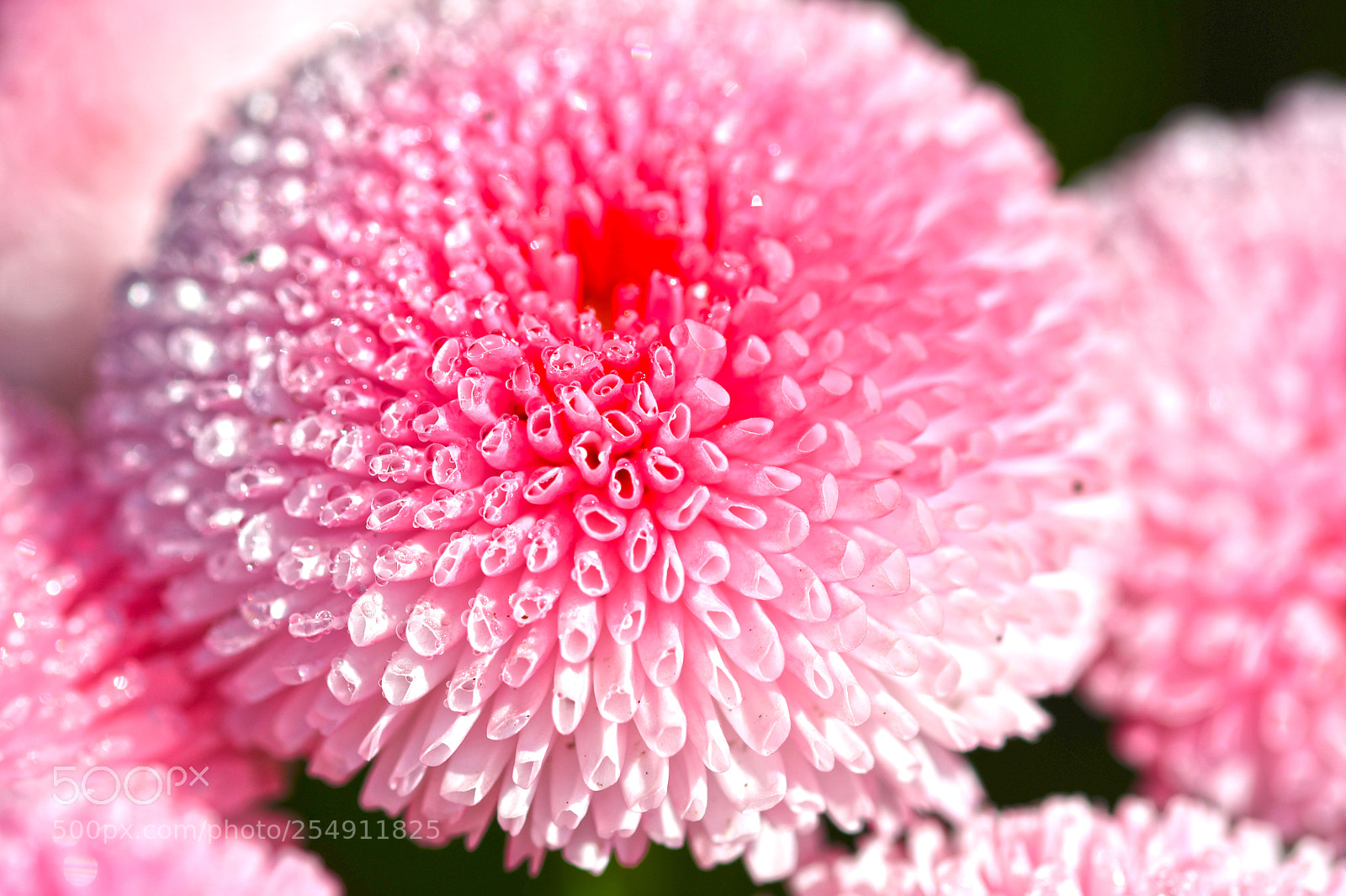 Nikon D7500 sample photo. Flowers in spring photography