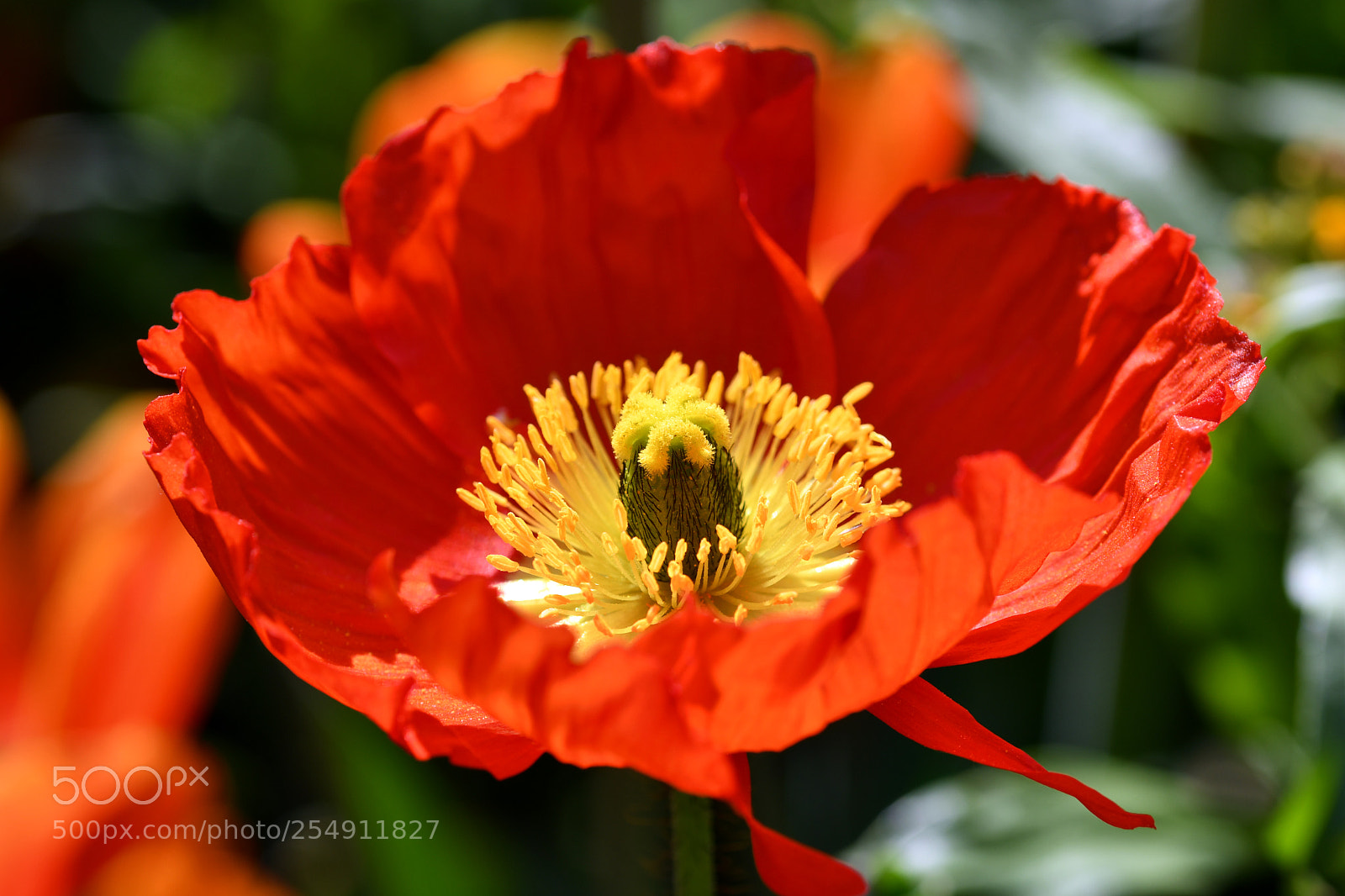 Nikon D7500 sample photo. Flowers in spring photography