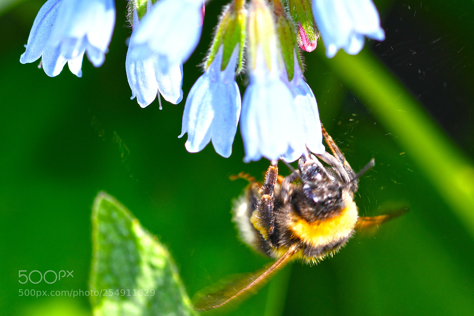 Nikon D7500 sample photo. Flowers in spring photography